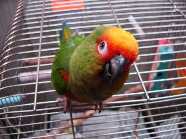 Golden Conure Parrots for Sale Online
