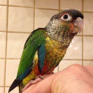 Green Cheek Conure For Sale Online