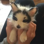 Baby Marble Fox - Image 3