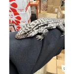 Silver Flame Tegu (Anery Red x Black & White)