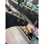 Argentine Black and White Tegu for Sale - Image 2