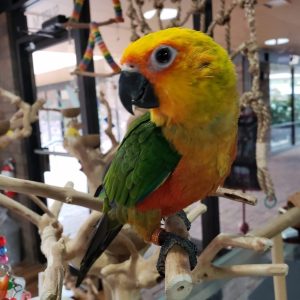 Jenday Conure Parrots for Sale Online