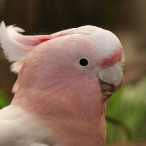 Major Mitchell’s Cockatoo For Sale Online