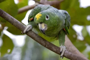 Mealy Amazon Parrots For Sale Online