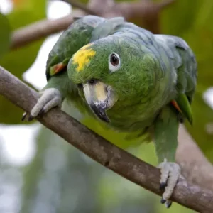 Mealy Amazon Parrots For Sale Online