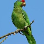 Buy Mexican Red Headed Amazon For Sale Online