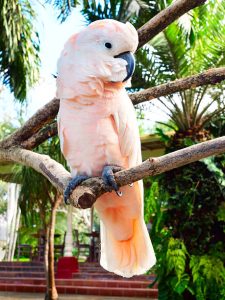 Moluccan Cockatoo For Sale Online