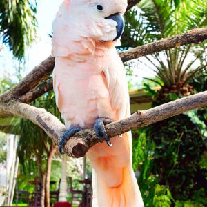 Moluccan Cockatoo For Sale Online