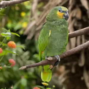 Buy Orange Winged Amazon Parrot For Sale Online