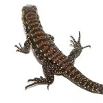 Baby Porphura Tegu - Image 2