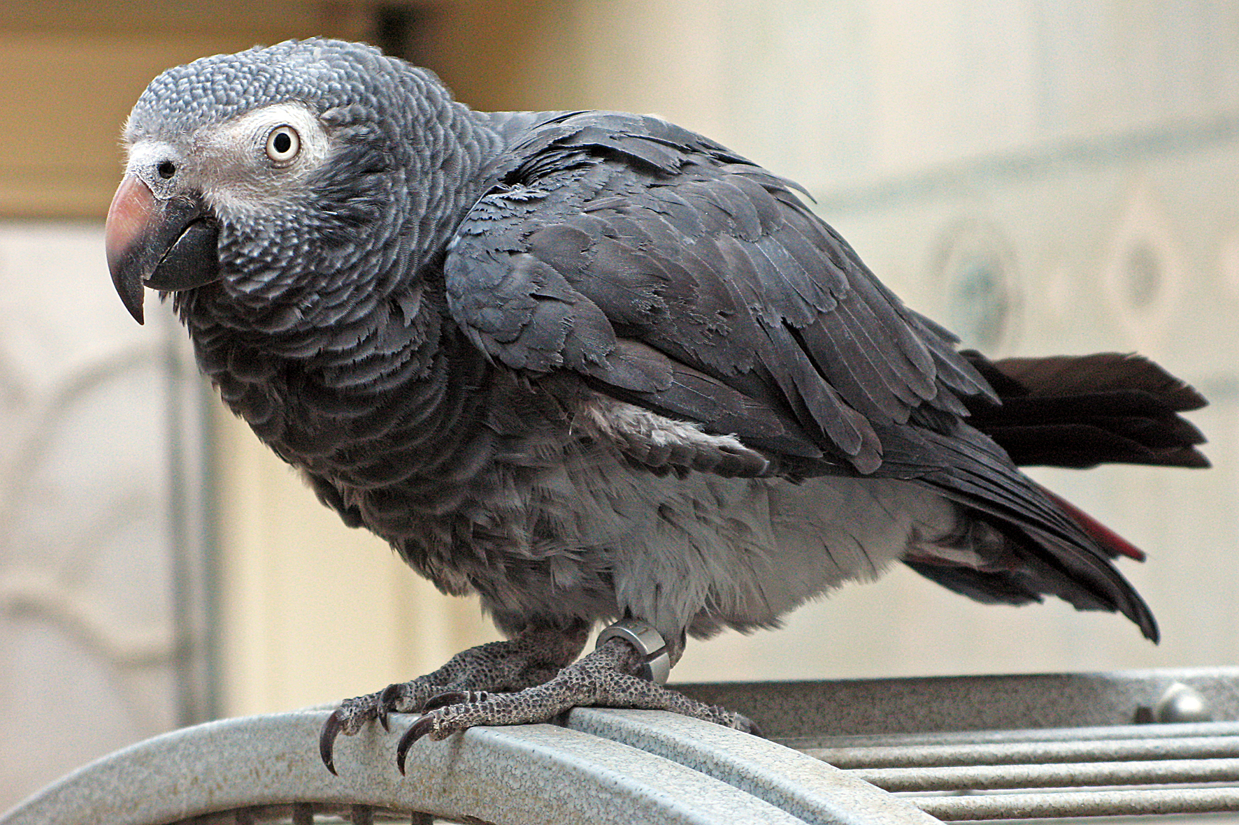 Meet the Timneh African Grey Parrot: A Charismatic Companion