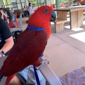 Red Sided Eclectus Parrots For Sale Online