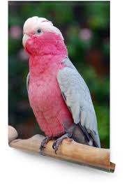 Rose Breasted Cockatoo For Sale Online