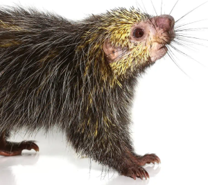 Black Tailed Hairy Dwarf Porcupine Pair - Image 2