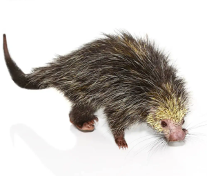 Black Tailed Hairy Dwarf Porcupine Pair - Image 3