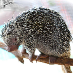 Prehensile Tailed Porcupine