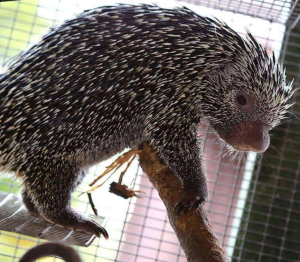 Prehensile Tailed Porcupine - Image 2