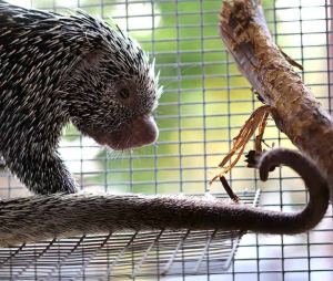 Prehensile Tailed Porcupine - Image 3