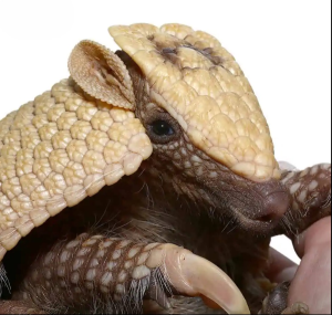 Baby Three Banded Armadillo - Image 4