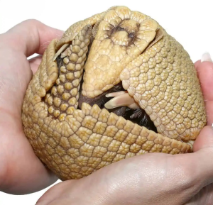 Baby Three Banded Armadillo - Image 3