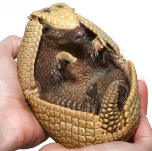 Baby Three Banded Armadillo