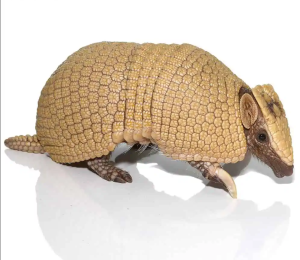 Baby Three Banded Armadillo - Image 2