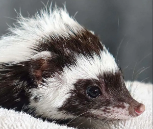 Libyan Striped Weasel