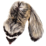 Libyan Striped Weasel - Image 4