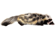 Libyan Striped Weasel - Image 3