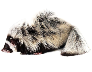 Libyan Striped Weasel - Image 2
