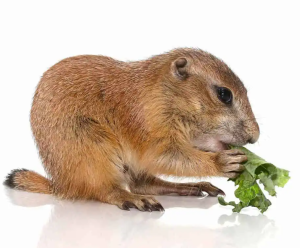 Baby Prairie Dog