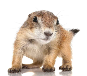 Baby Prairie Dog - Image 3