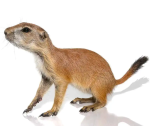 Baby Prairie Dog - Image 2