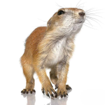 Baby Prairie Dog - Image 4