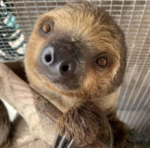 Two Toed Sloth