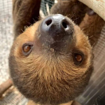 Two Toed Sloth - Image 2