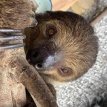Two Toed Sloth - Image 3