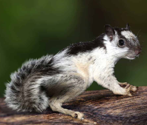 Variegated Squirrel - Image 3