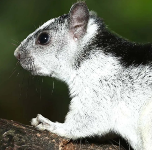 Variegated Squirrel - Image 4