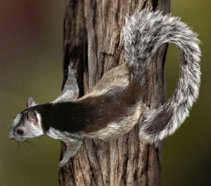 Variegated Squirrel