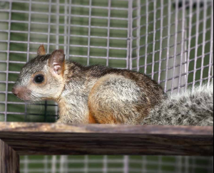 Variegated Squirrel - Image 2