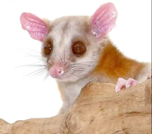 Derby’s Woolly Opossum