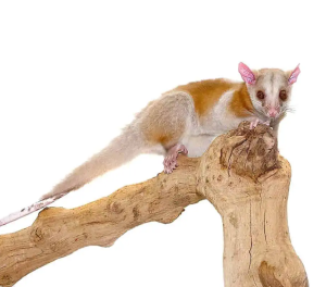 Derby’s Woolly Opossum - Image 4
