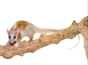 Derby’s Woolly Opossum - Image 2