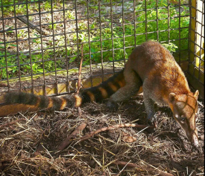 Mountain Coatimundi
