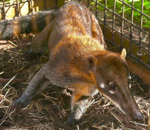 Mountain Coatimundi - Image 2