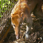 Mountain Coatimundi - Image 4