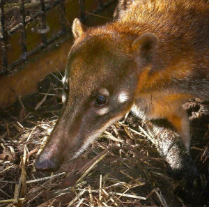 Mountain Coatimundi - Image 3