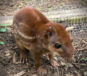 Paca