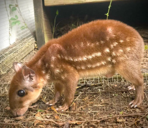 Paca - Image 2